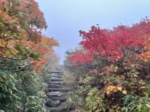 いー秋田ドットコム | 見頃 秋田駒ケ岳 紅葉 仙北市